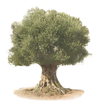 olivo